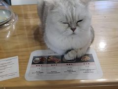 -MOYOYO猫咪咖啡店