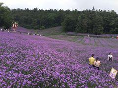 -大塘金香草谷