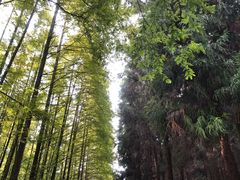 -山王坪喀斯特国家生态公园