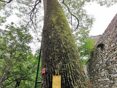 -北京上方山国家森林公园