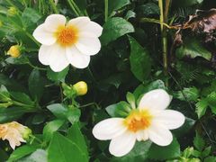 -紫海香堤香草艺术庄园