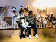 -Husky Go! 哈士奇体验馆·宠物咖啡厅狗咖