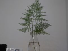 大堂-素咫咖啡CLIFEROSE