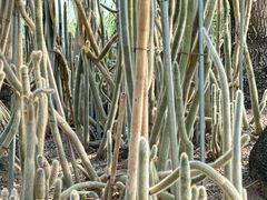 -南山植物园
