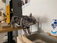 -平行世界·猫咖(首经贸店)