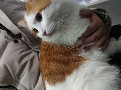 -纳吉亚猫专科动物医院·北北分院