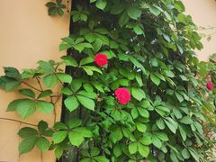 -初见咖啡(青大路店)