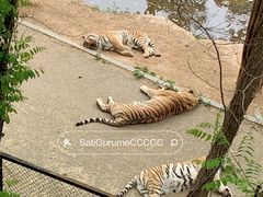 -大连森林动物园