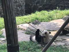 -都江堰中华大熊猫苑
