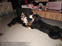 -宠物星动物医院·眼科·异宠·猫科(江南大道总院)