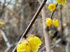 -香山公园