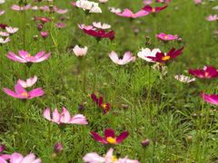 格桑花-清溪森林公园