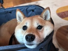 -瑞鹏宠物医院·宠保定点·心脏科·内科(御桥分院)