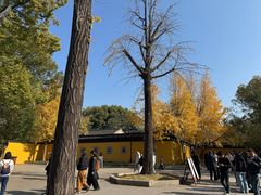 -西园寺素食(西园弄戒幢律寺店)