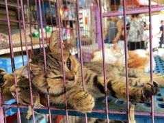 -清平路水族市场