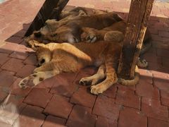 -大连森林动物园