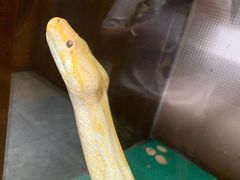 -上海大自然野生昆虫馆(东方明珠·爬宠昆虫探索中心)