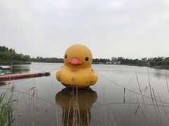 -杭州湾海上花田景区