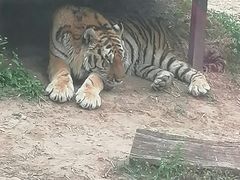 -大连森林动物园