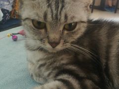 -鼓捣猫呢主题猫咖店