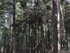 -塞罕坝国家级自然保护区