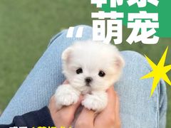 -萌宠之家·腊肠犬·马尔泰·小体犬舍