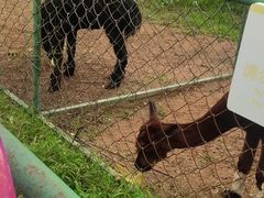 -秦皇岛野生动物园