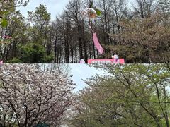 -顾村公园