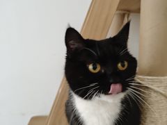 -是阿柴呀！柴犬咖啡·爱喵喵猫咖