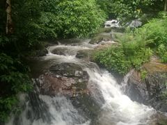 -莫里热带雨林景区