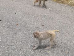 -姑婆山旅游区