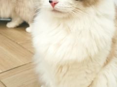 -安格丽娜·狗咖·猫咖羊驼咖(春熙路百盛商场店)