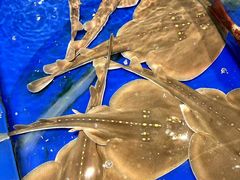 -三亚火车头万人海鲜广场