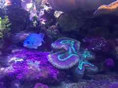 -悉尼海洋生物水族馆