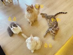 -猫腻·猫咖·撸猫馆(星光大道店)