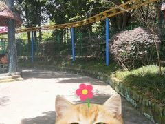 -南湖梦幻岛