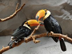 点击看大图 -Zoolung Zoolung动物主题公园(海信广场店)