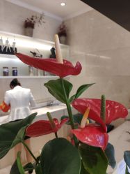 -昆明梦想医疗美容医院