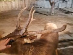 -清迈夜间动物园