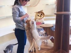 -飞行喵MR PILOT|猫舍·猫咖(静安大融城店)