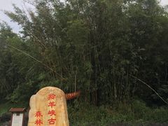 -羚羊峡古栈道森林公园