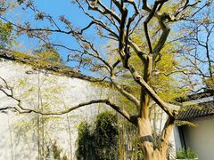 -上海醉白池公园