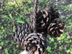 -大兴滨河森林公园