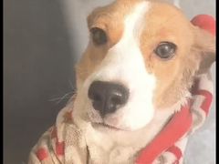 -宠物之家Pets Home 宠物寄养酒店