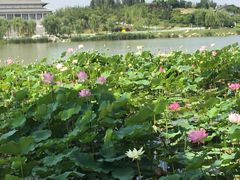 iphone_upload_pic-西安世博园