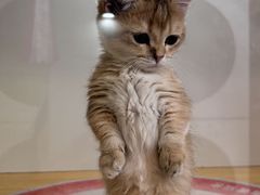 -青奢宠物·青奢猫舍