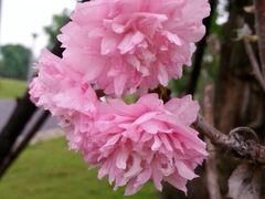 iphone_upload_pic-江滨公园