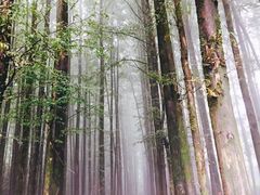 -山王坪喀斯特国家生态公园