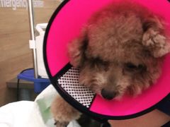 -爱侣宠医·鹦鹉专科·小型哺乳类·异宠专科(灵石路店)