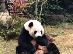 -灵玲国际马戏城